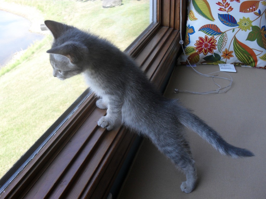 gray tabby cat