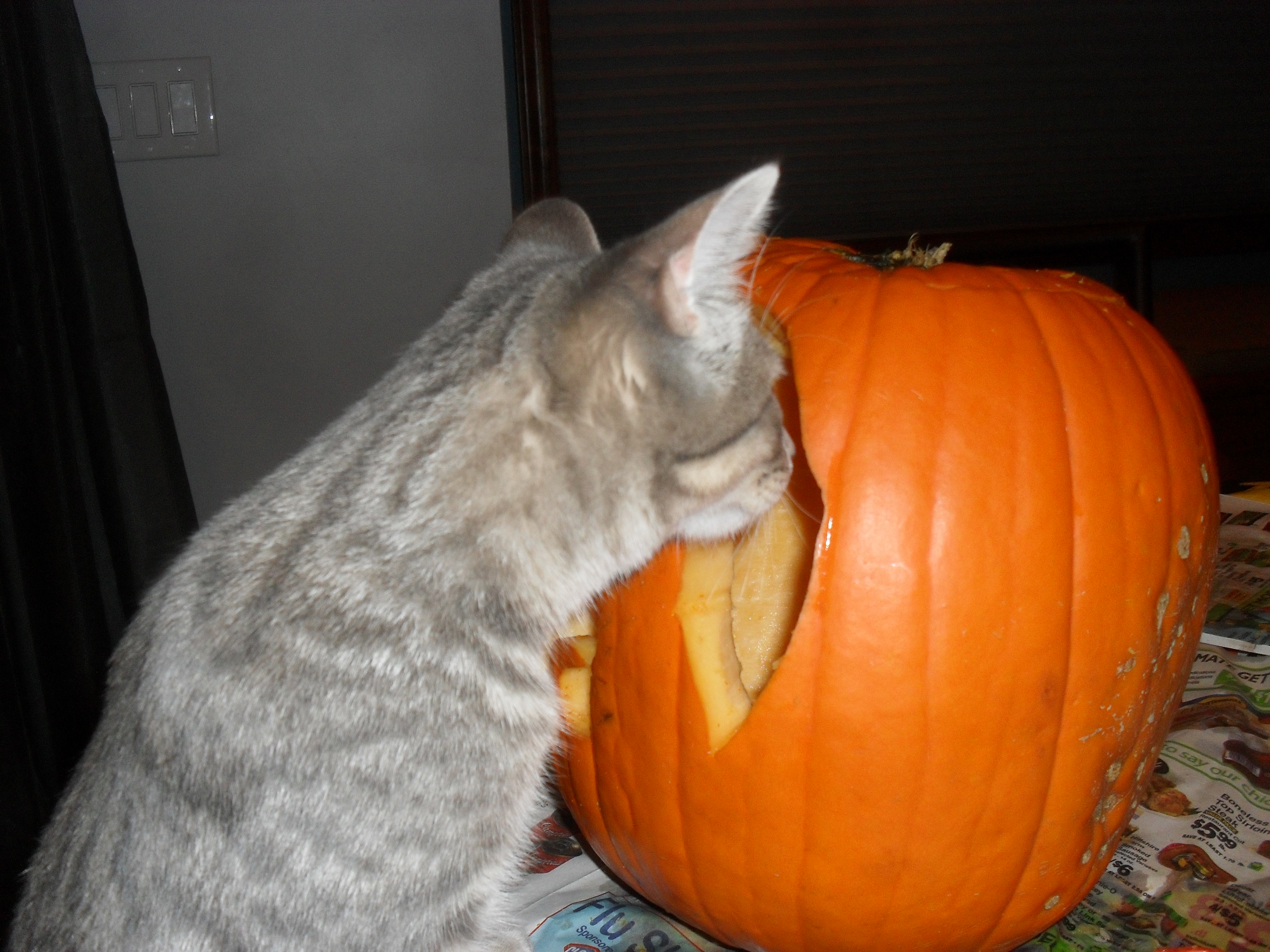 Cat Template Pumpkin Carving