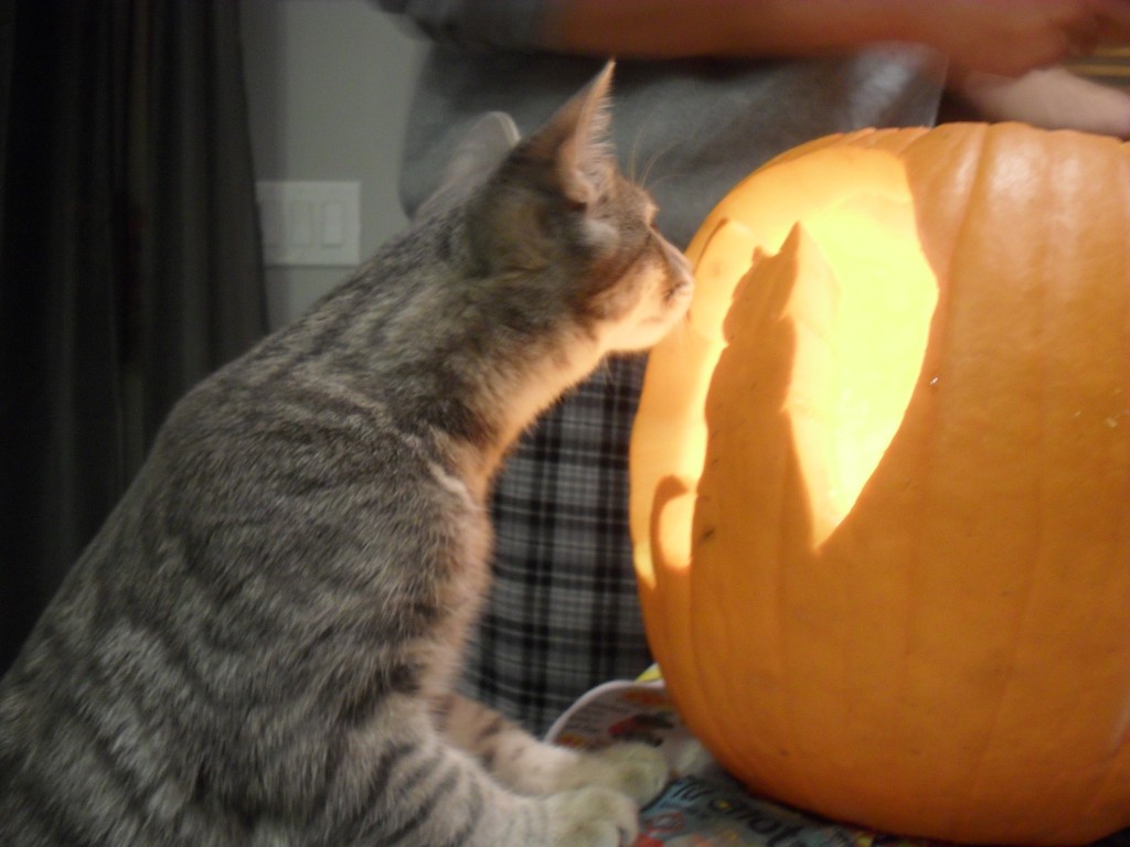 free cat carving halloween template