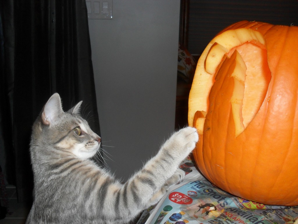 free cat carving halloween template