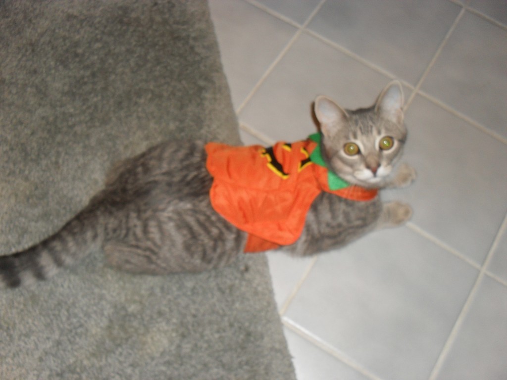 cat costume for halloween