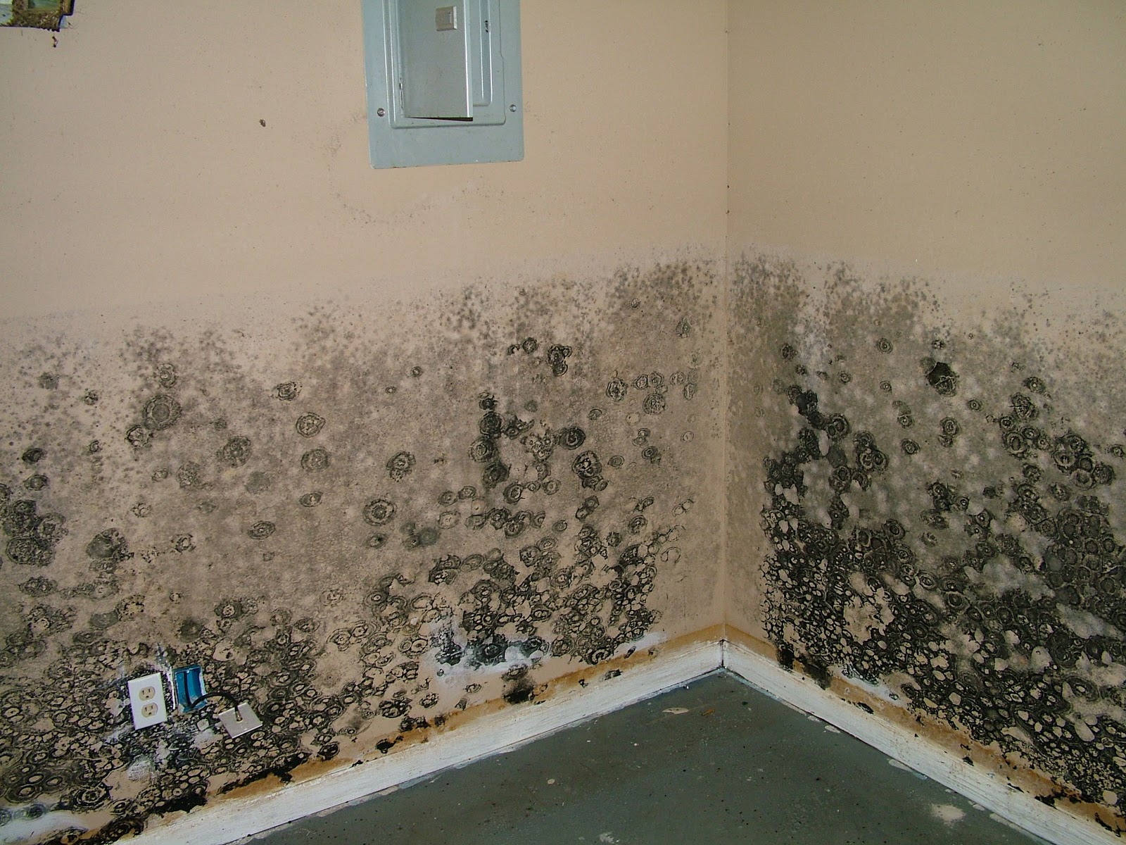 moldy mildew walls