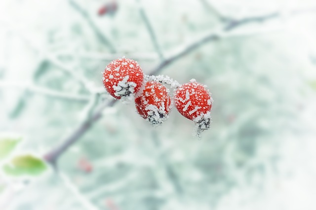 New Year Season winter berries