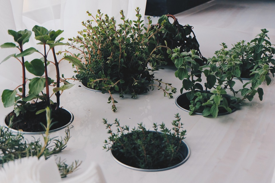 new kitchen herb plants