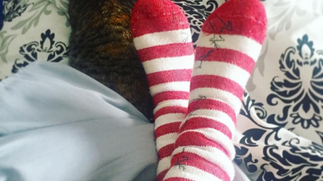 Christmas socks and cat cuddles ?