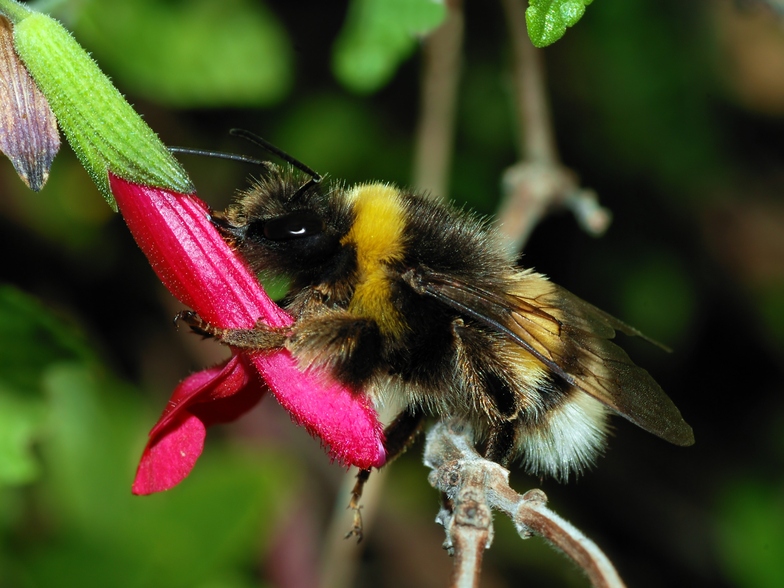Bees Aren't Pests flower pollen