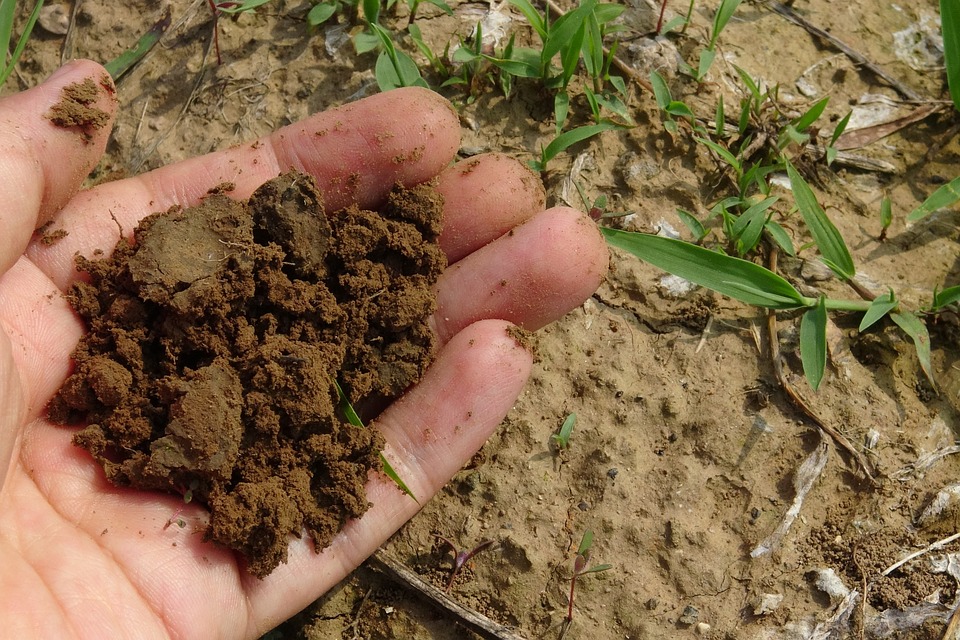 Organic Garden soil from compost