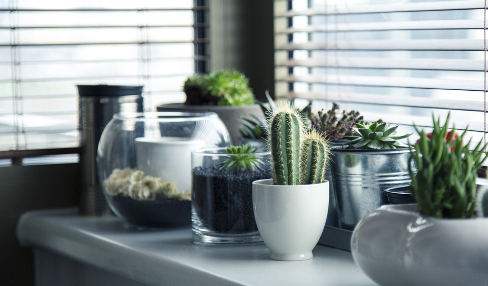 home décor cactus plants