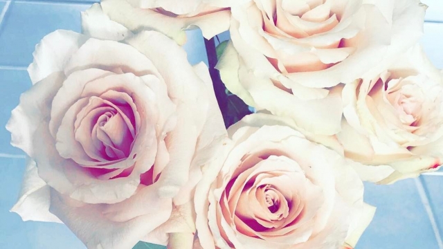 White roses 🌹