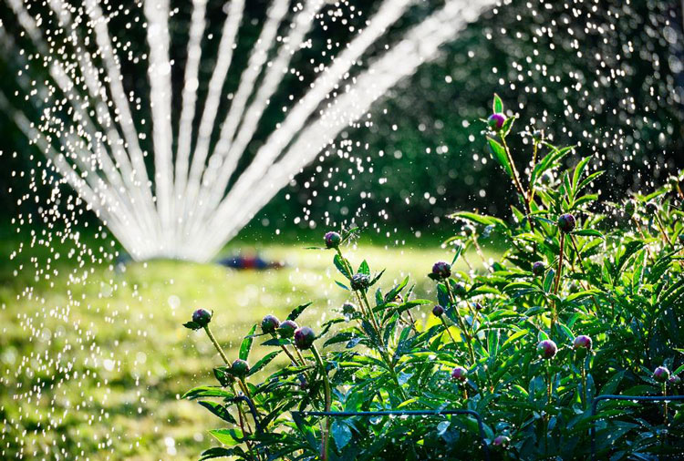 garden and trees watering sprinkler