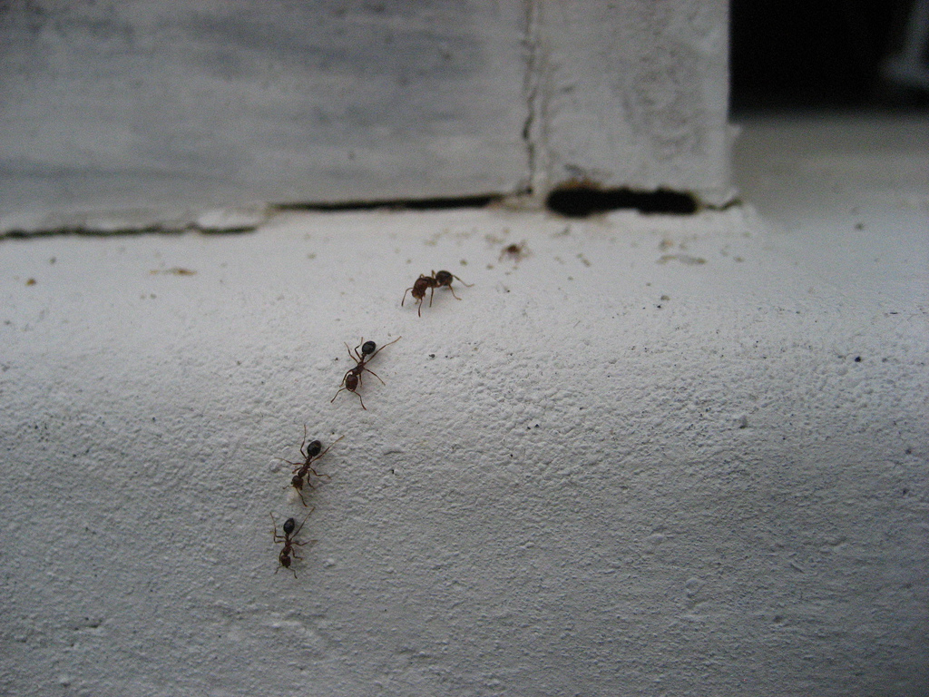 ants crawling in cracks of trim