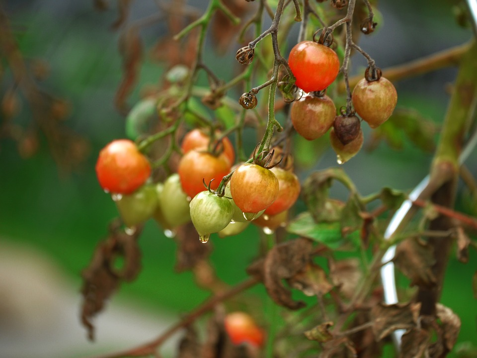Make Your Home Eco-Friendly & Healthy cherry tomatoes