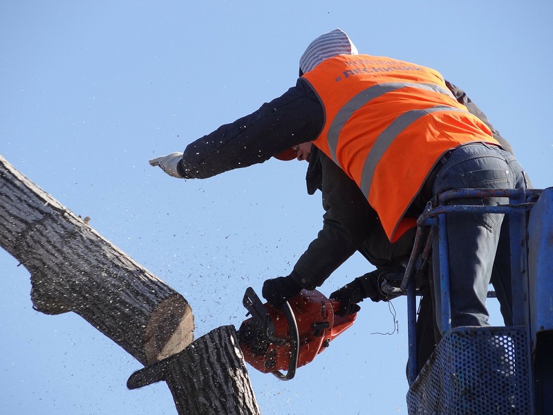 Tree Stump Removal man chopping tree