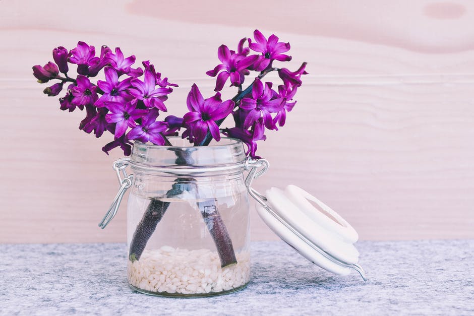 hyacinth flower blossom for new home