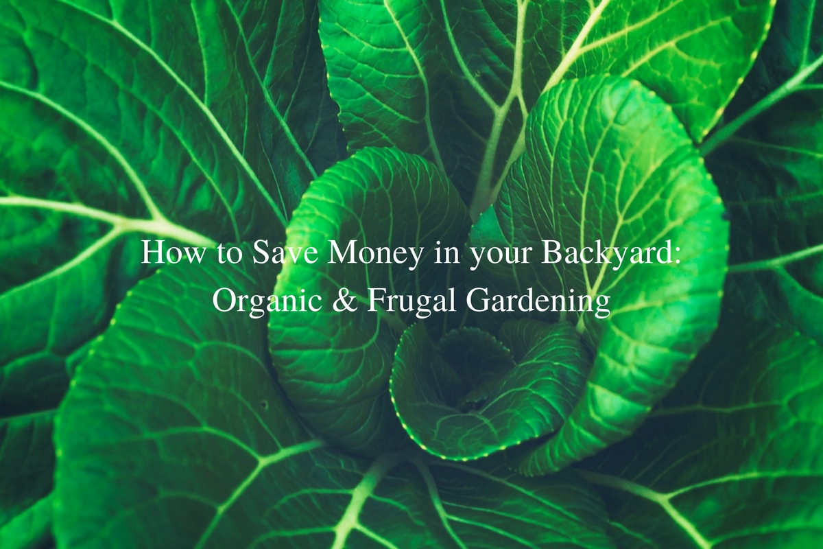 How to Save Money in your Backyard- Organic & Frugal Gardening