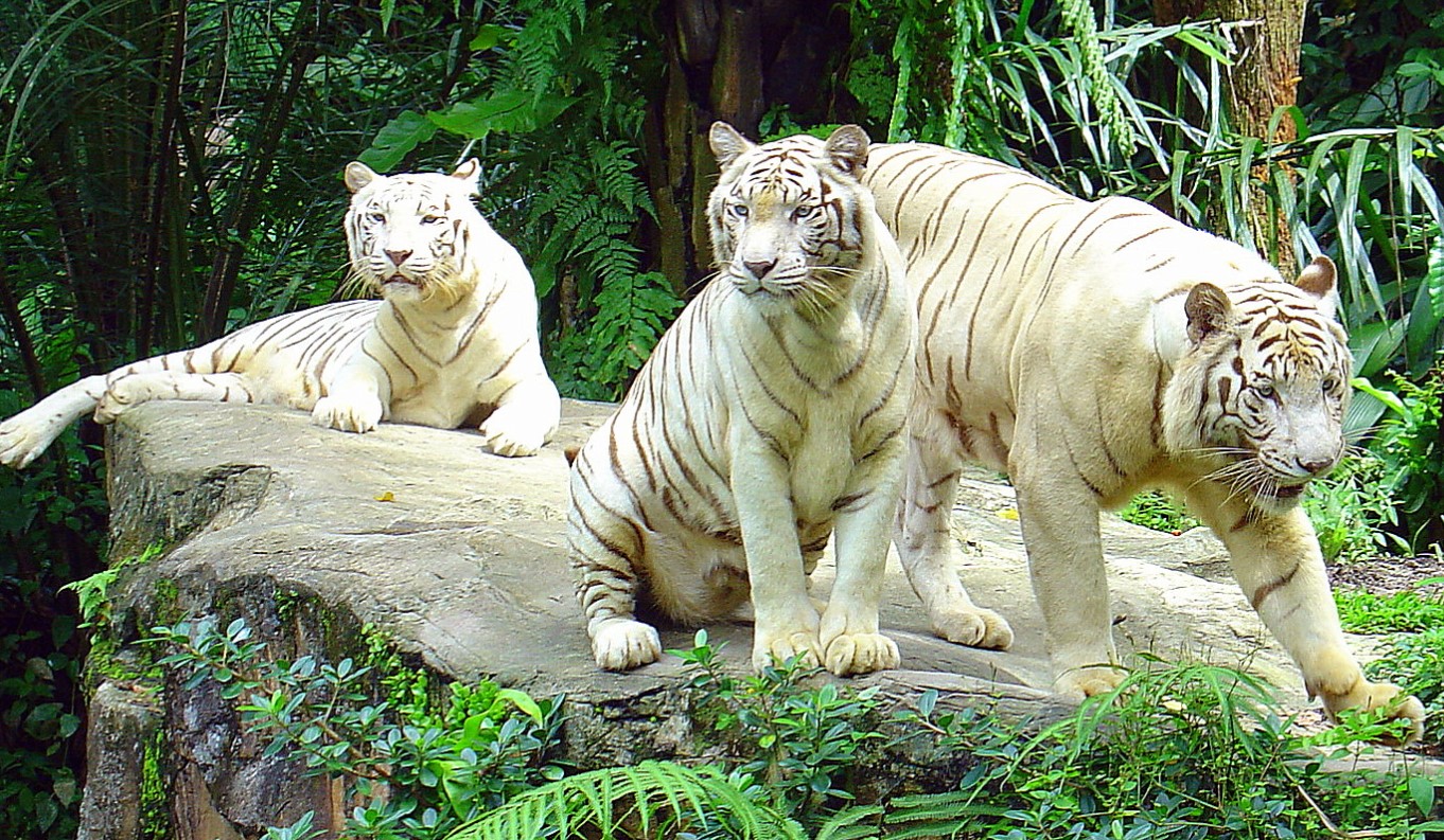 Singapore Zoo