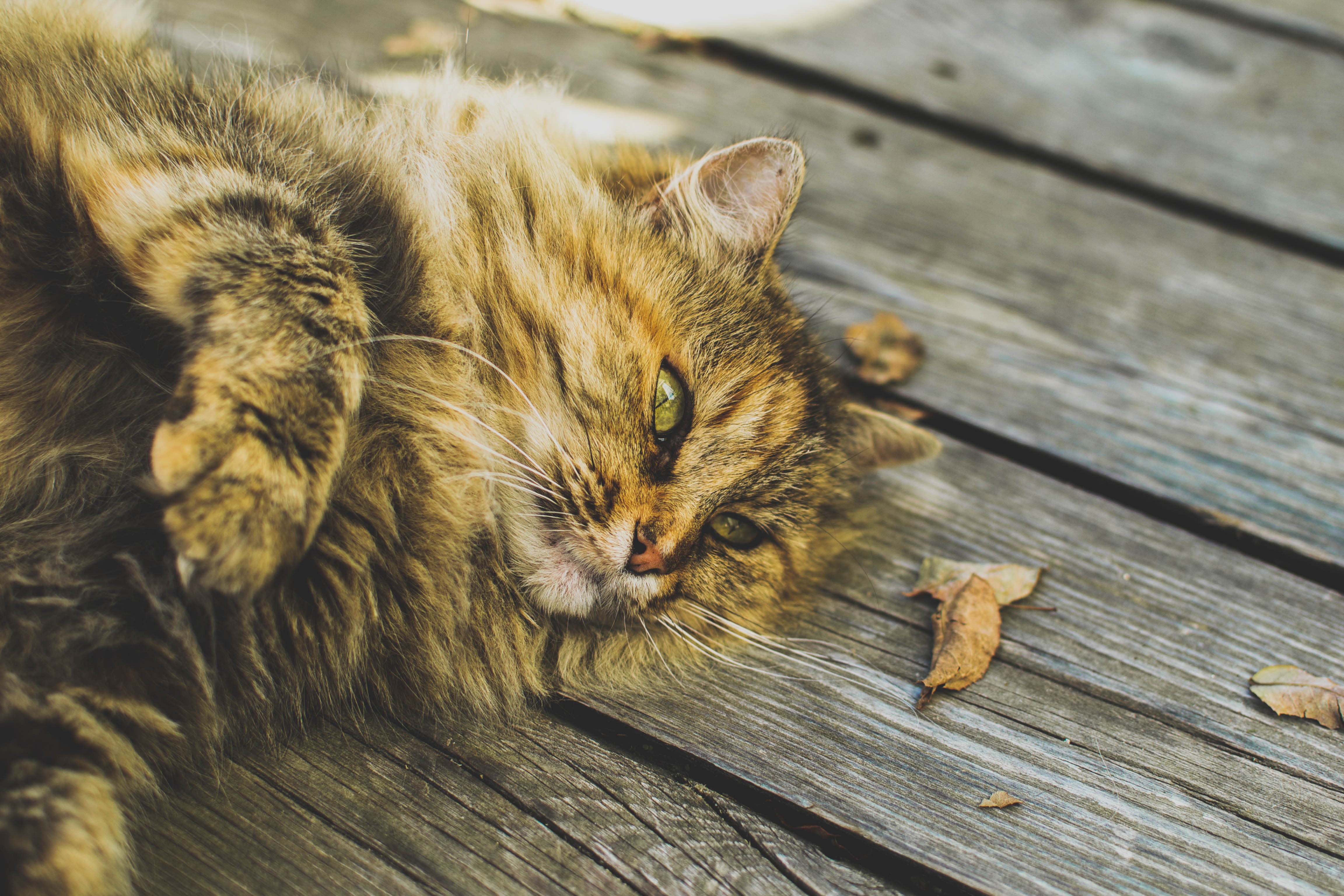 Shady Summer Snoozing: How to Keep Your Cat Happy in the Heat
