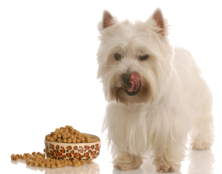 Three Major Reasons to Feed Your Dog a Home Cooked Meal