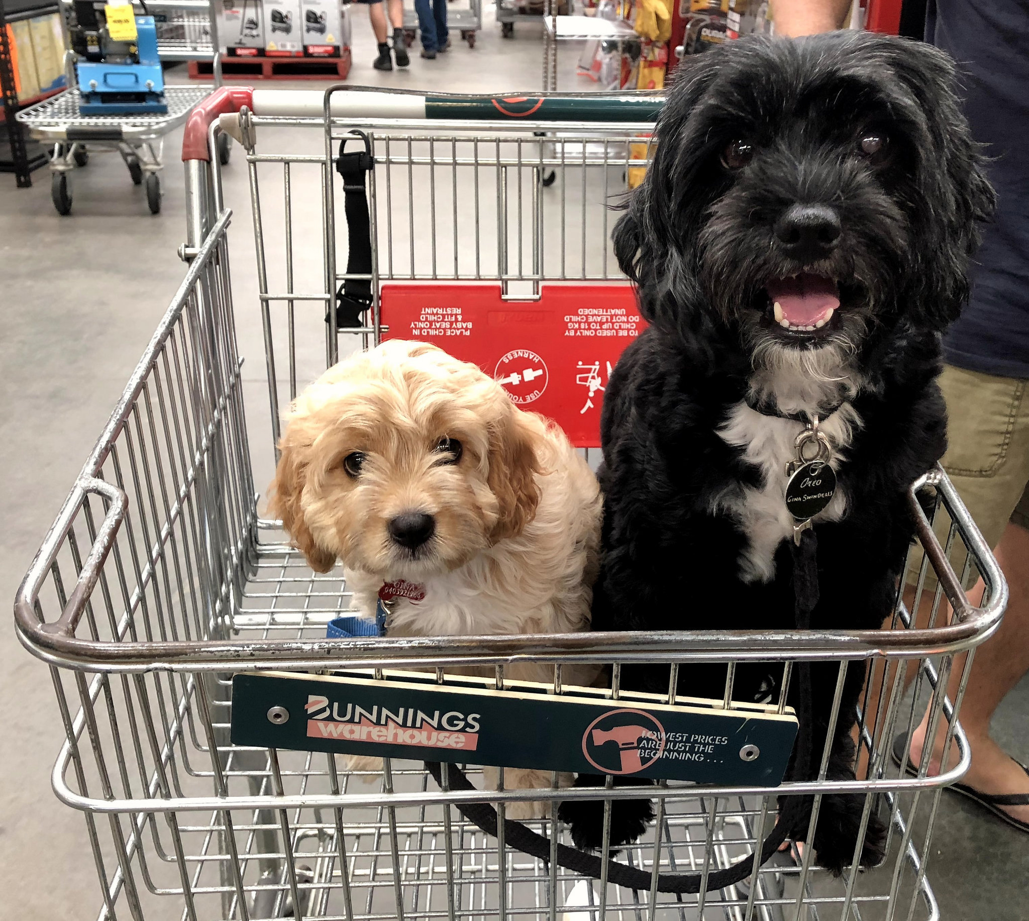 Shopping with your dog