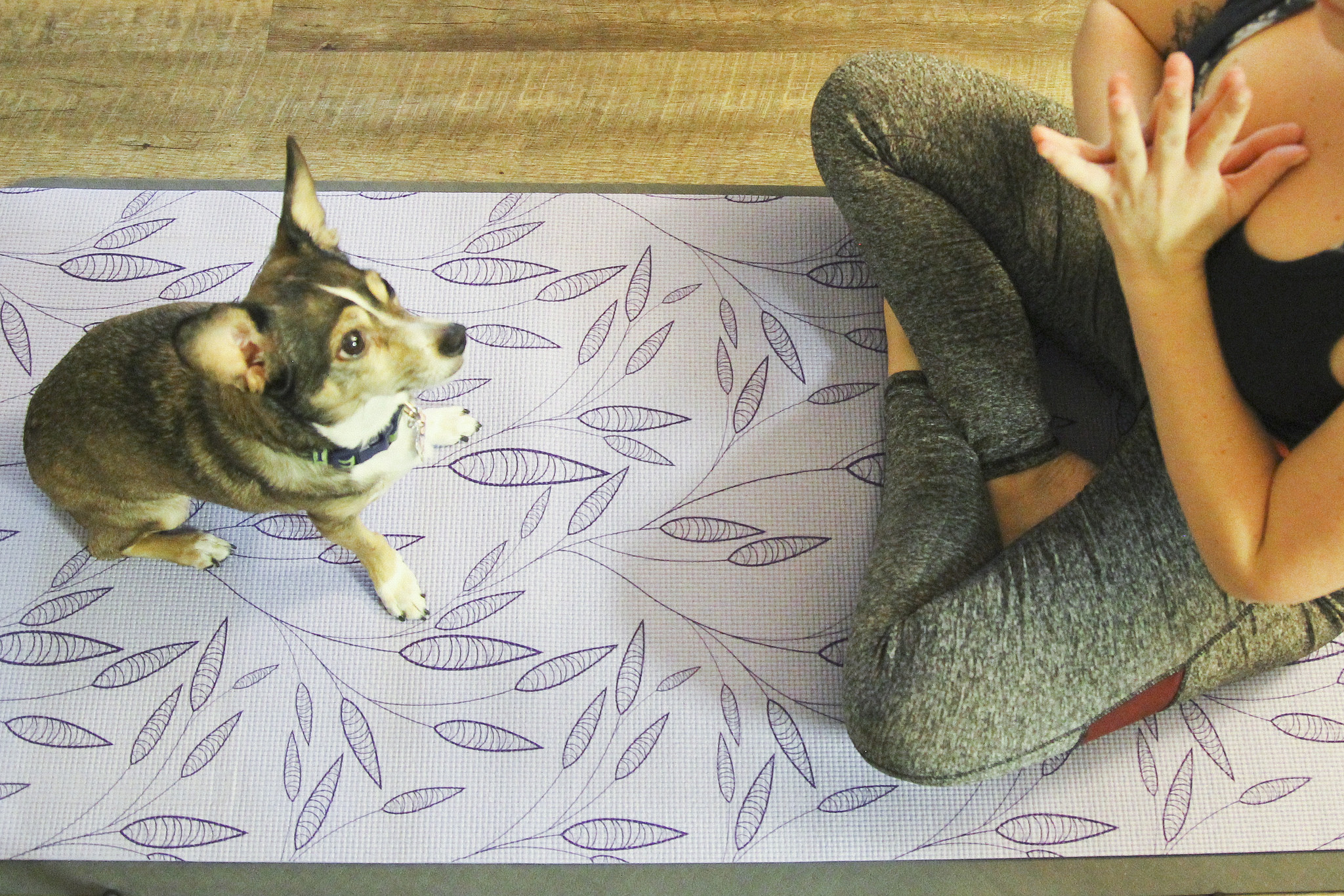 Yoga with your dog