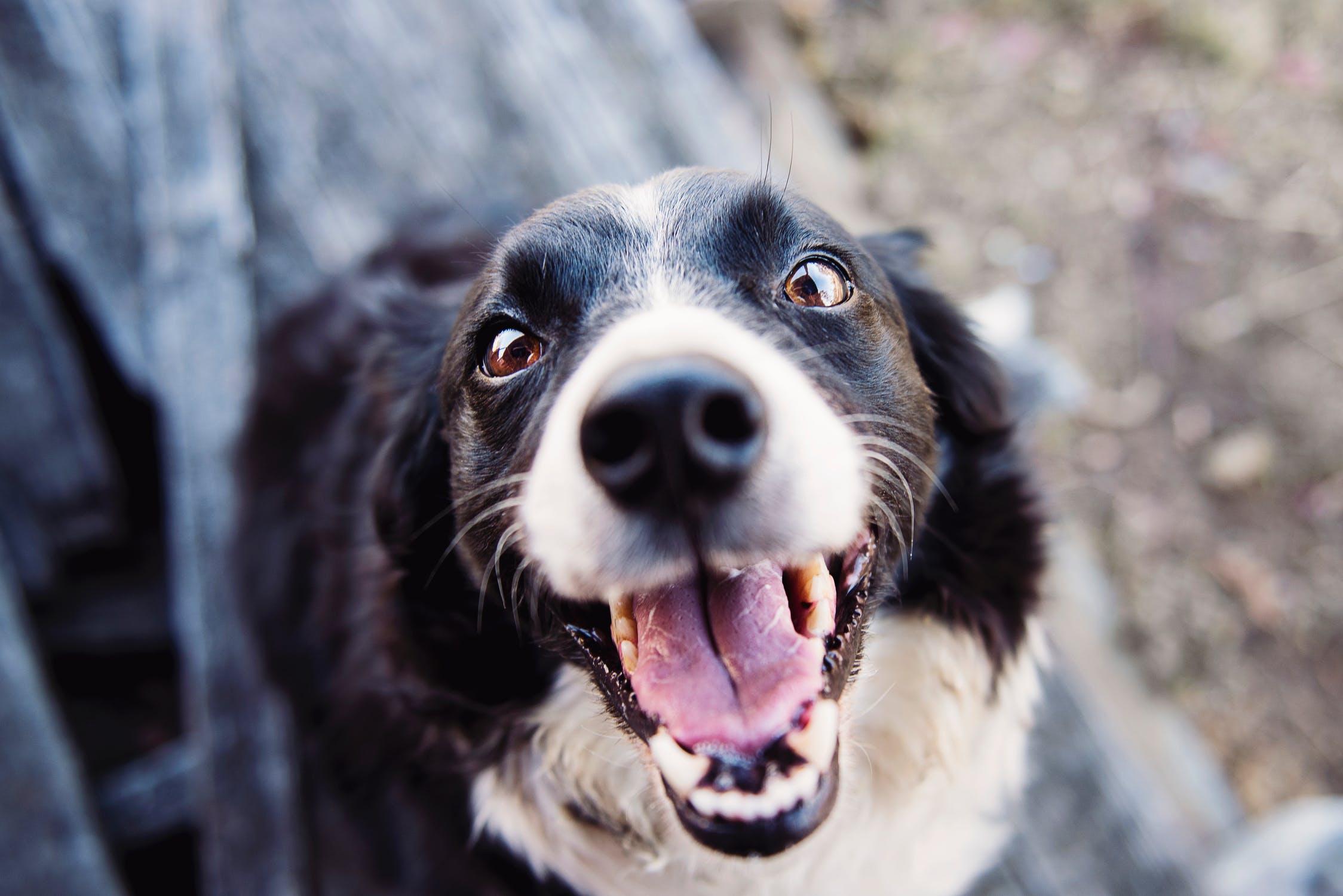 Why You Should Take Care Of Your Dog’s Dental Hygiene