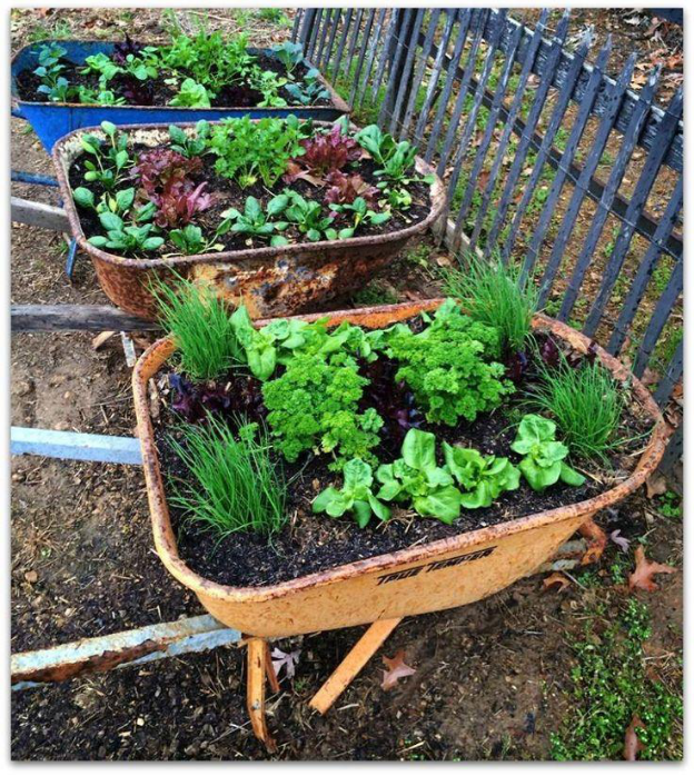 A Guide to Greens: Taking Care of a Food Garden