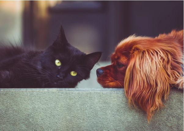 Making Your Home More Pet-Friendly