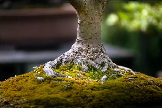 Everything You Need To Know About Taking Care Of A Bonsai Tree And Why