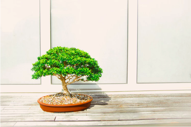 Everything You Need To Know About Taking Care Of A Bonsai Tree And Why