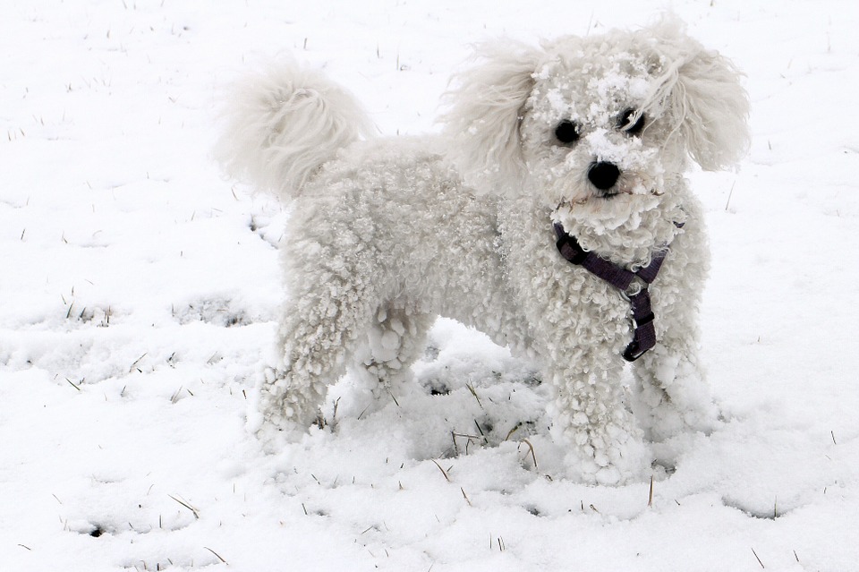 3 Things you should know about Ice Melt Product Dangers for Pets