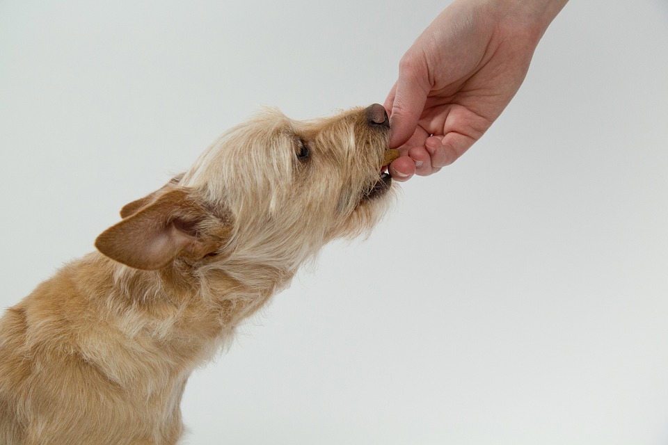 Is CBD Hemp Oil for Dogs Reviewed & Approved by Vets?