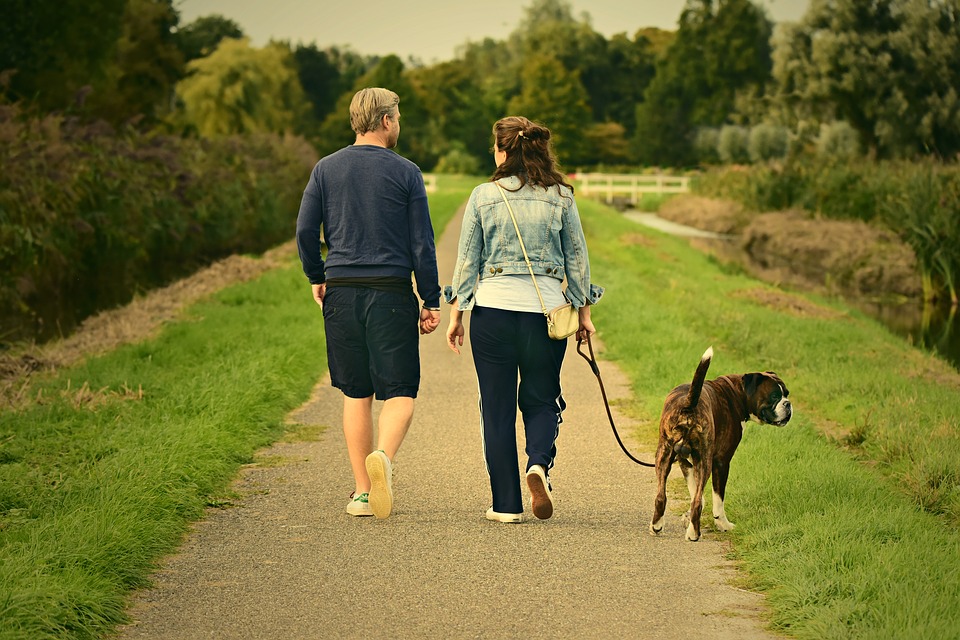 How to choose the perfect dog walker?