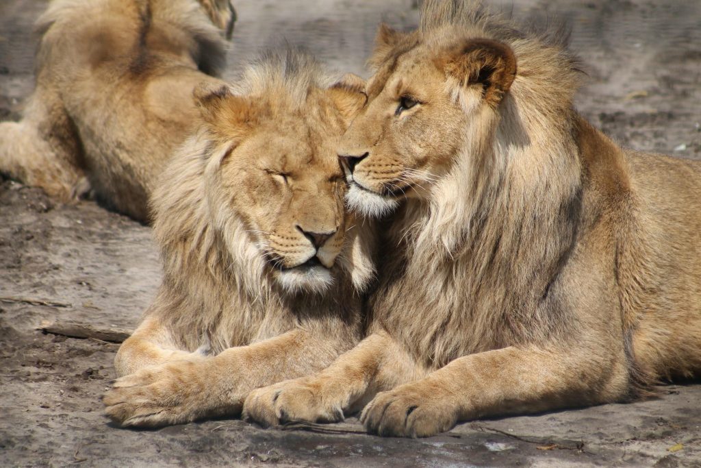5 Ways an African Safari Changes you Forever lions