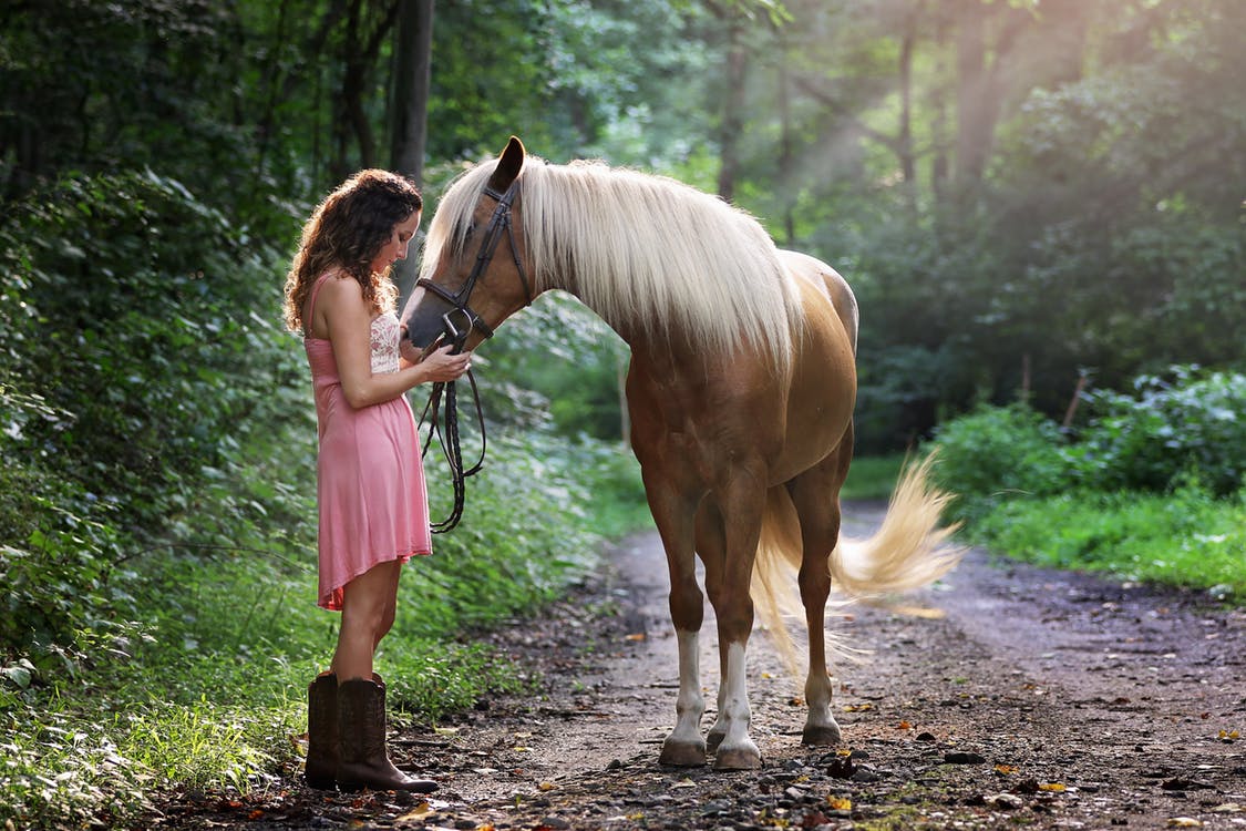 Benefits of Having a Horse Insurance
