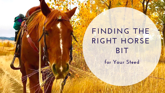 Finding the Right Horse Bit for Your Steed
