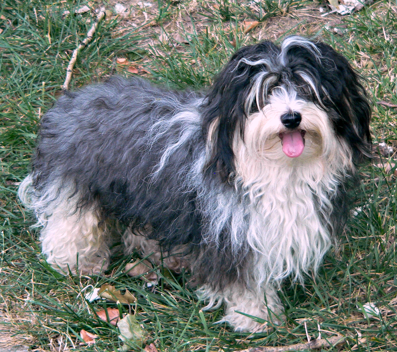 The Playful and Friendly Havanese Will Not Make You Sorry for Purchasing It