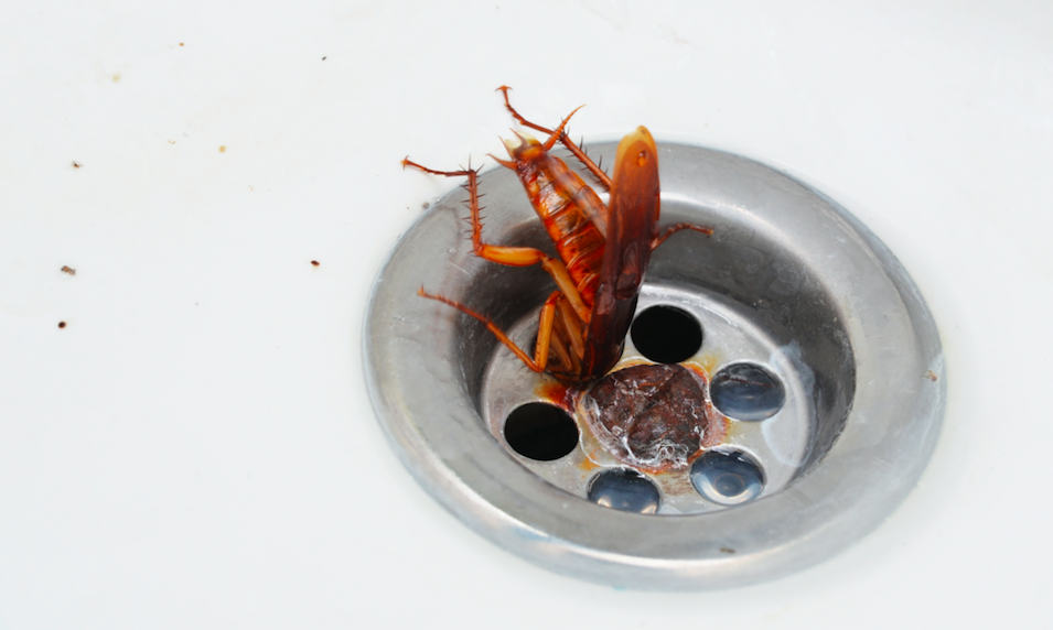 Common bugs in Bathrooms & How to Eradicate Them