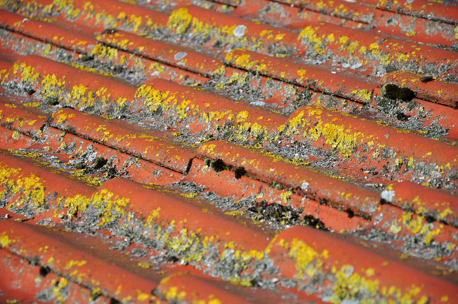 5 Reasons Why You Need a Roof Cleaning Service In Sydney ASAP