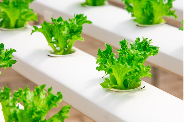 An Intro to Hydroponics