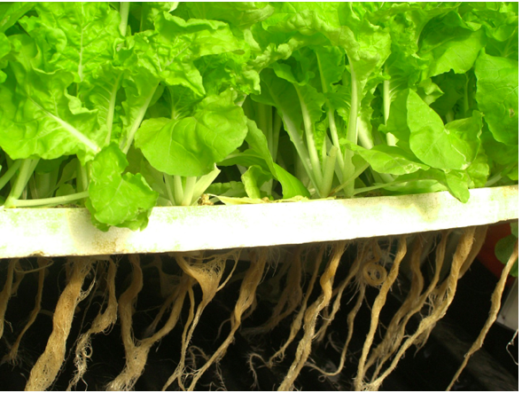 An Intro to Hydroponics
