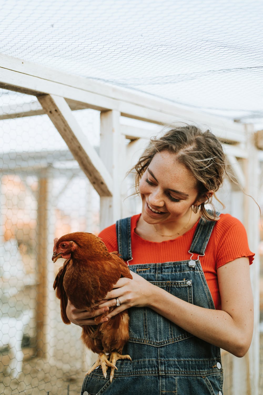 How difficult is to build a backyard chicken coop
