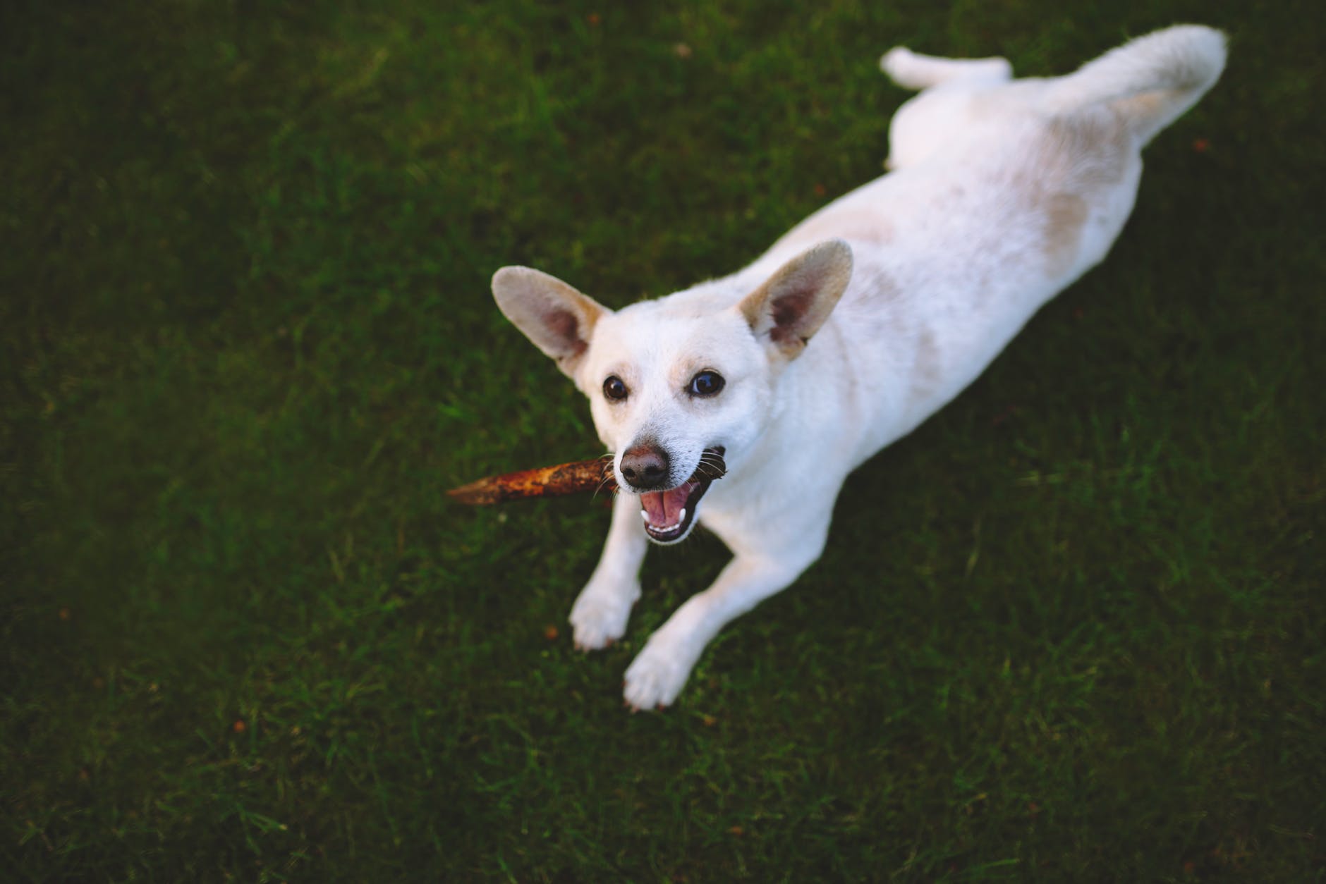 6 Ways to Stop Your Puppy’s Destructive Chewing