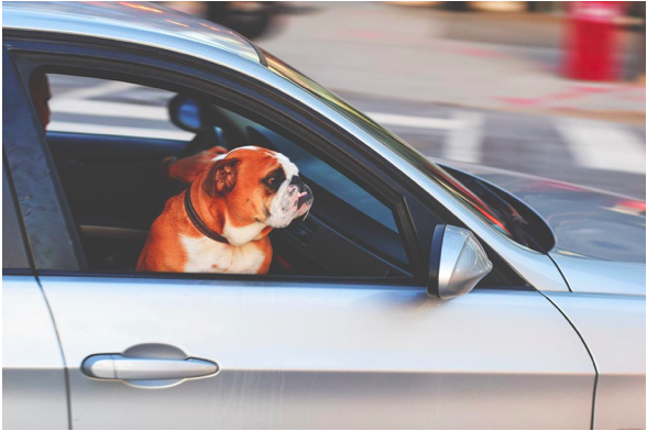 How To Plan: Prepare And Travel Comfortably With Your Pets