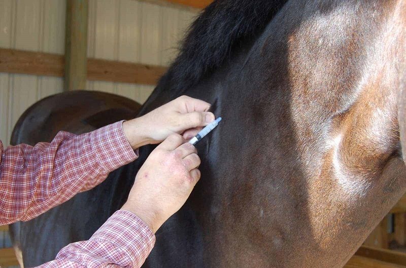 7 Amazing Tips to Keep Your Horse Healthy vaccination