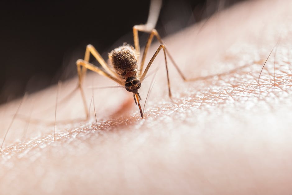 Swat-Free Summer Nights: 5 Brilliant Tips to Keep Mosquitoes Away from Your Yard