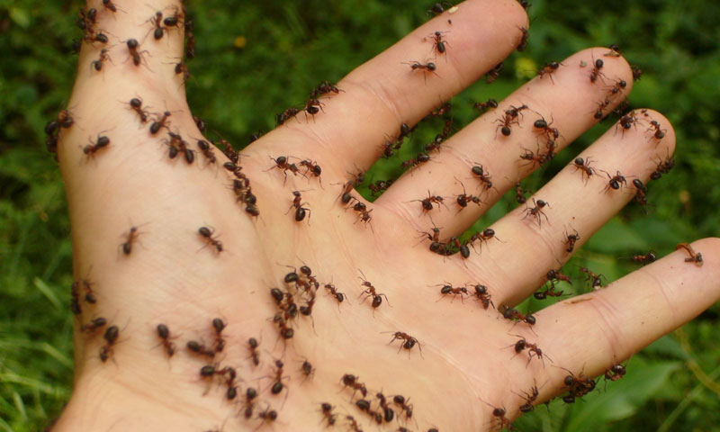 how to get rid of ants