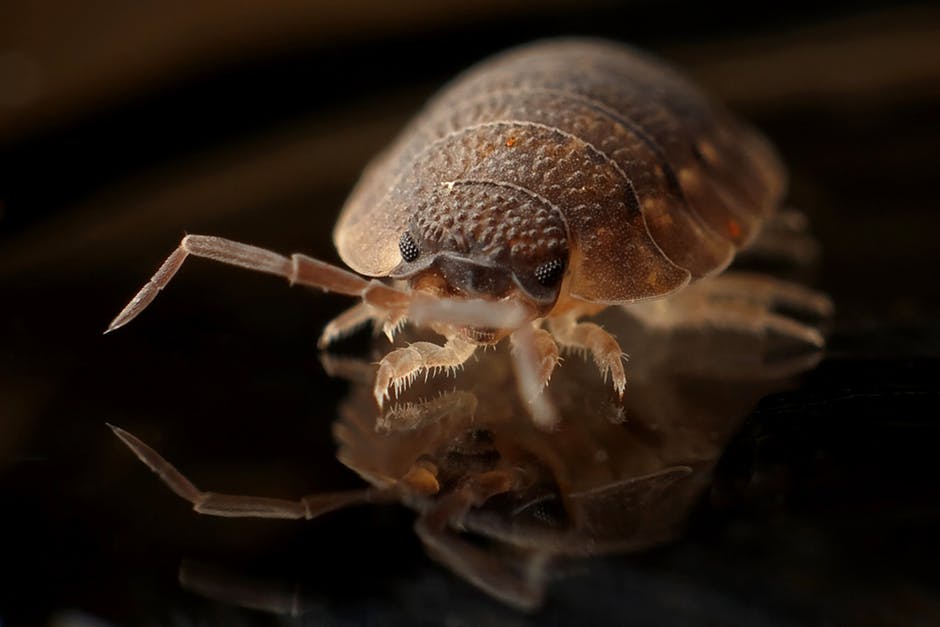 Bed Bugs Be Gone: Best Tips for Identifying and Getting Rid of Bed Bugs