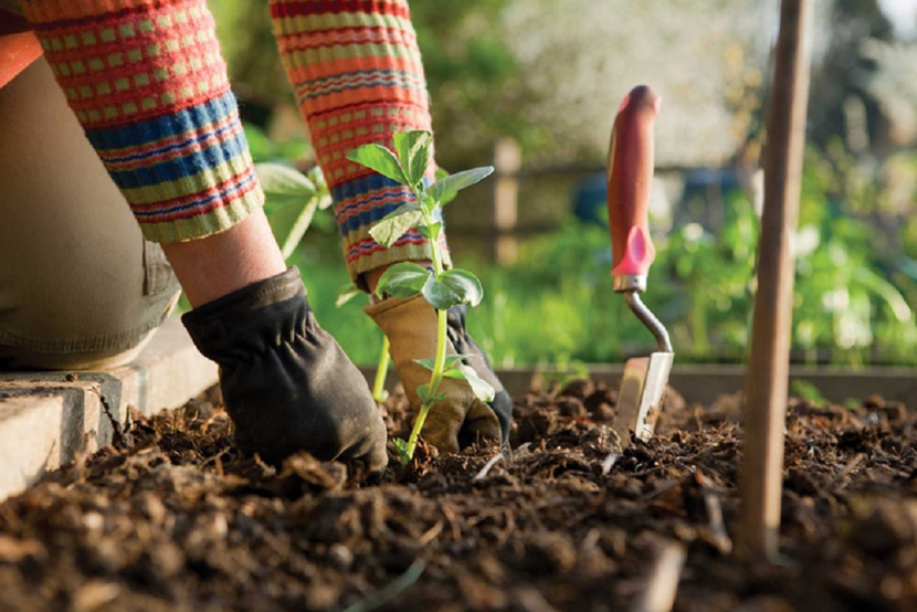 basic gardening tips