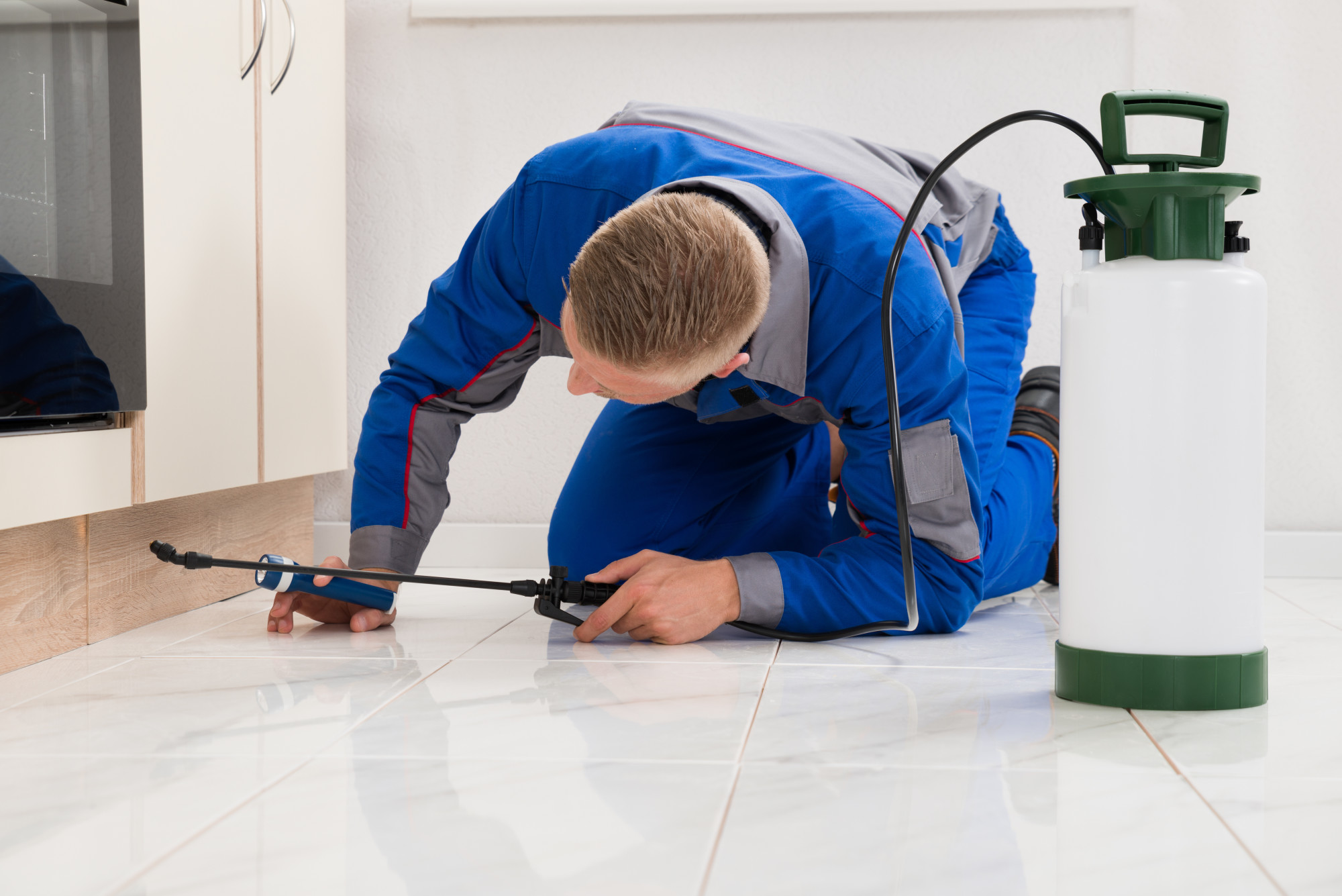 The Problems with Pests: Why Pest Control Is a Worthy Investment