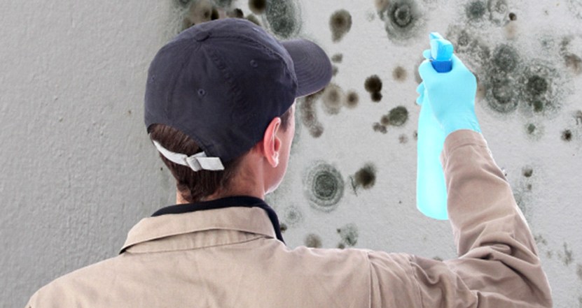 mold removal expert